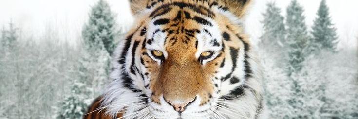 ChiberianTiger's profile banner image