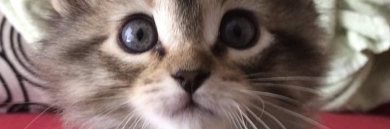 EllenRebolledo's profile banner image