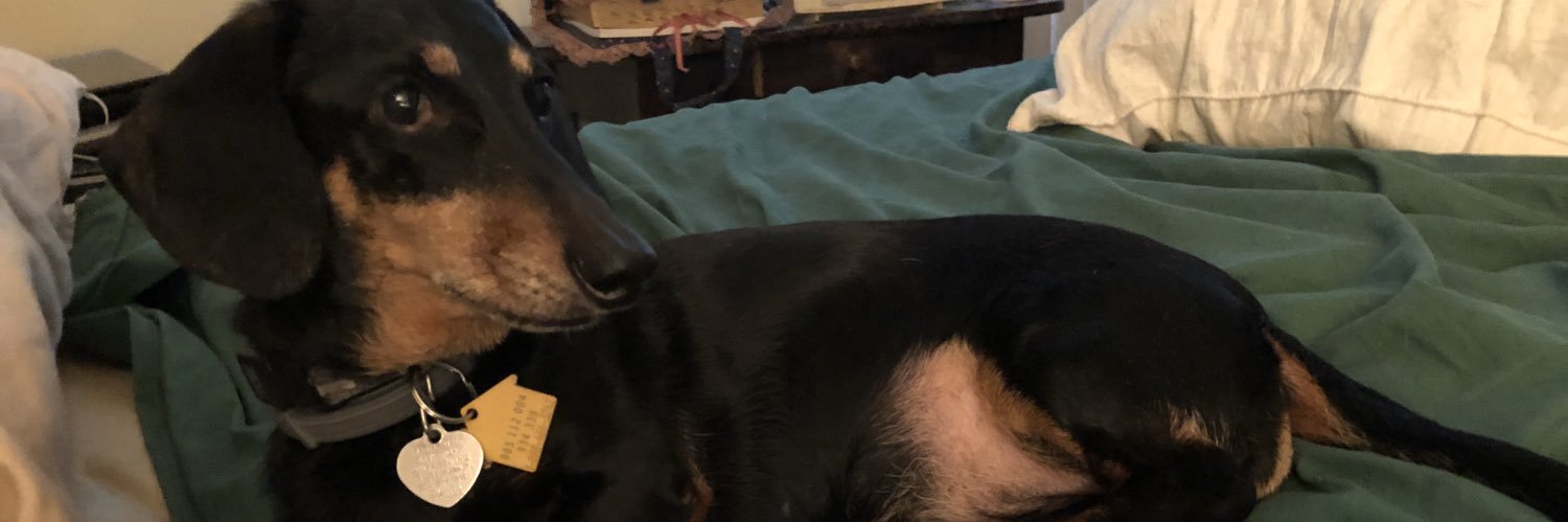 doxie56's profile banner image