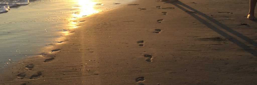 shellbearmsw's profile banner image