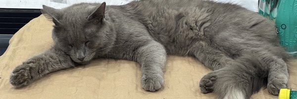 noturbizzzzzzz Profile Banner