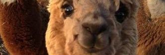 tanistlin's profile banner image
