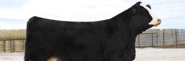 mclivestock's profile banner image