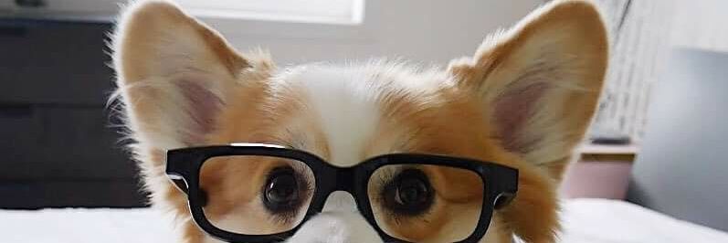 MisticCorgi724's profile banner image