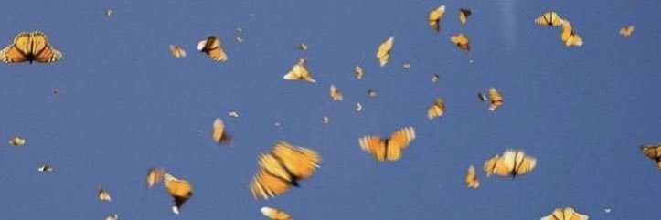 black lives matter banner