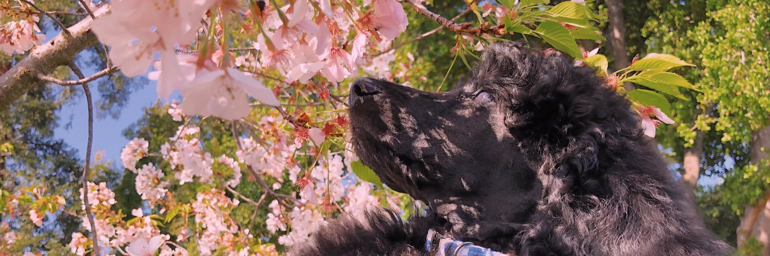 jebby 🦋 puppadawg banner