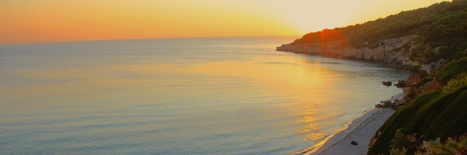 Toni Barber Fedelich banner