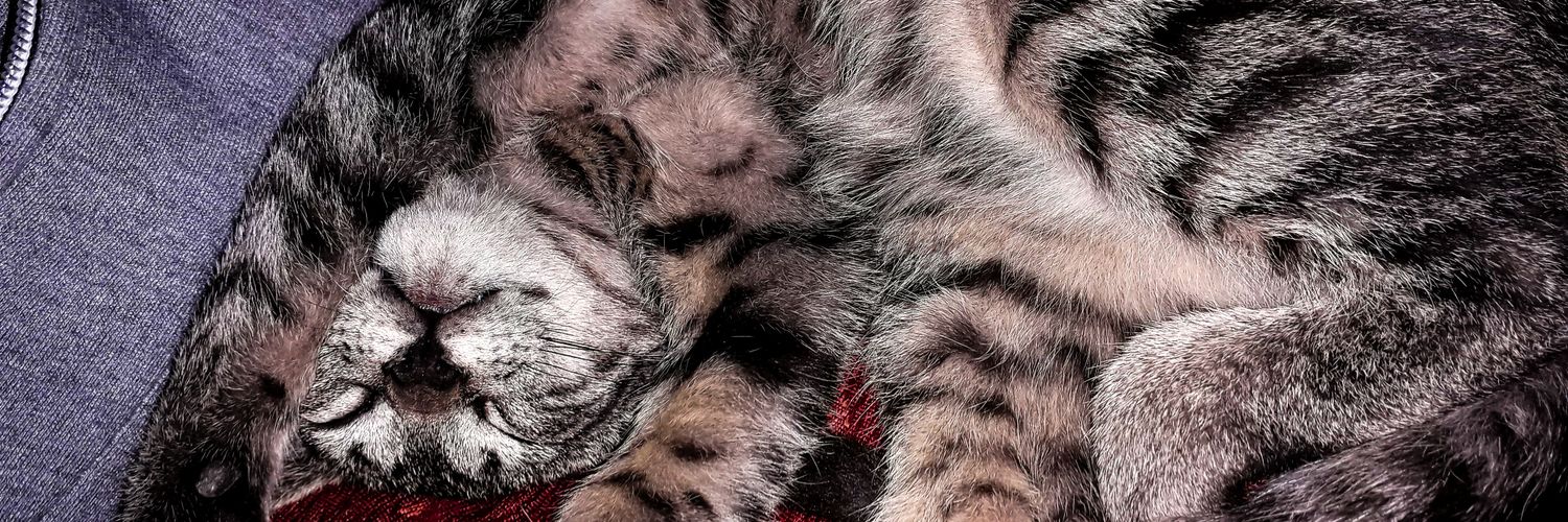 caineroflor's profile banner image