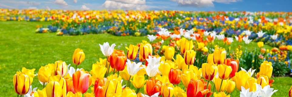 amazing1nature's profile banner image