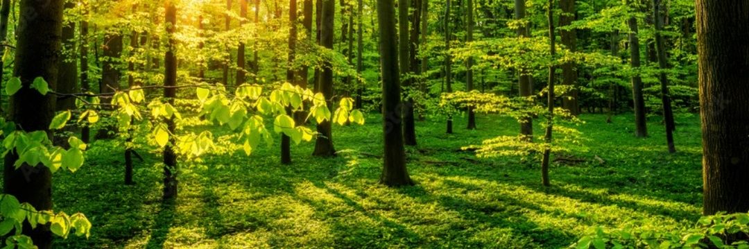 Mister Postman 📯 🏴‍☠️ banner