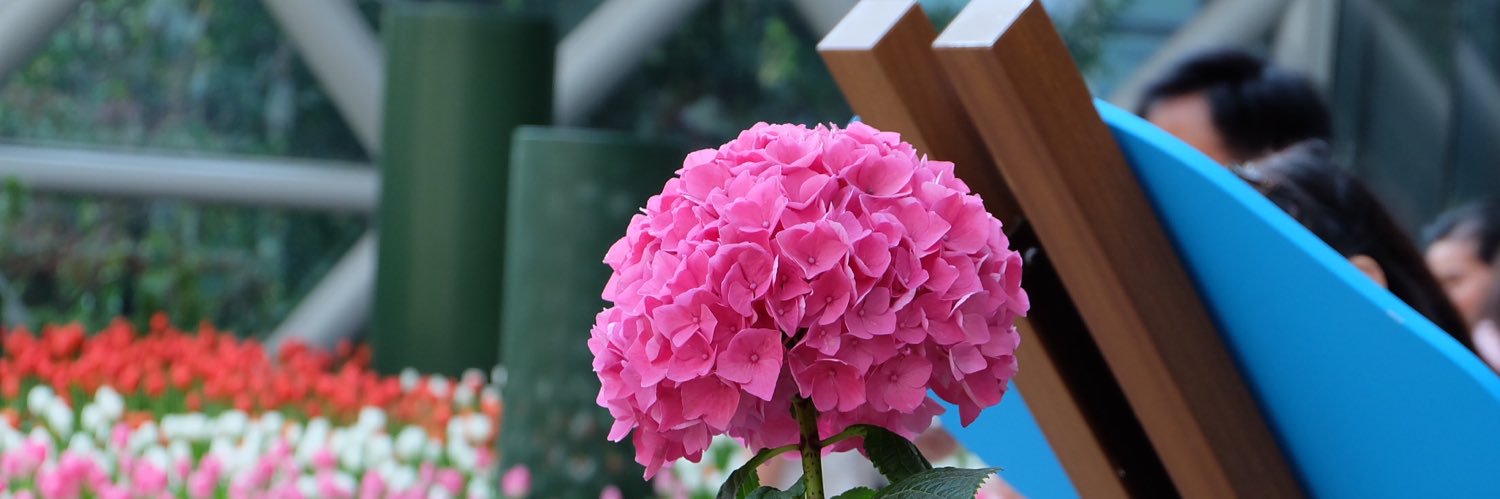 ณ ตะวัน ✩—✩ banner