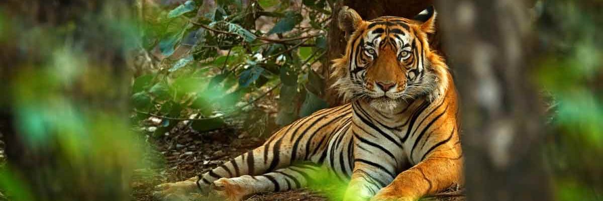 MemorableIndia5's profile banner image