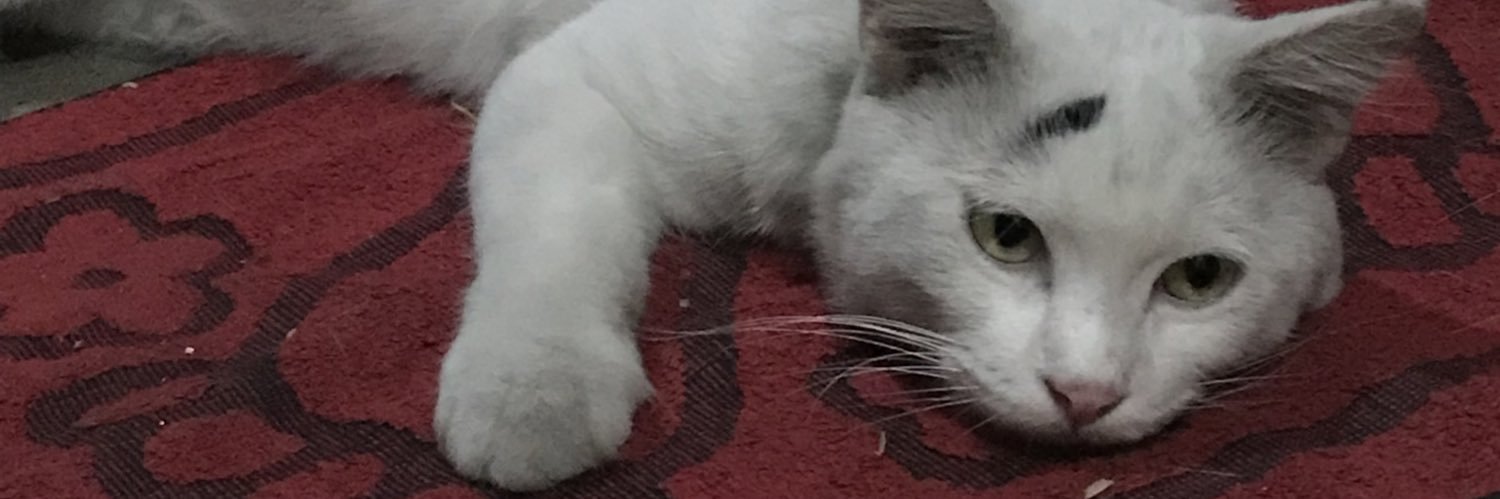 zeevidaa's profile banner image