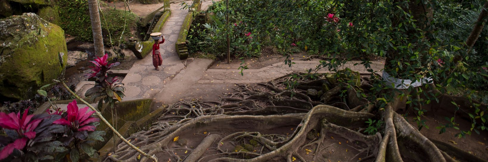 Alexander Chamas banner