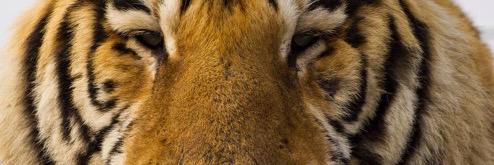 1984tiger's profile banner image