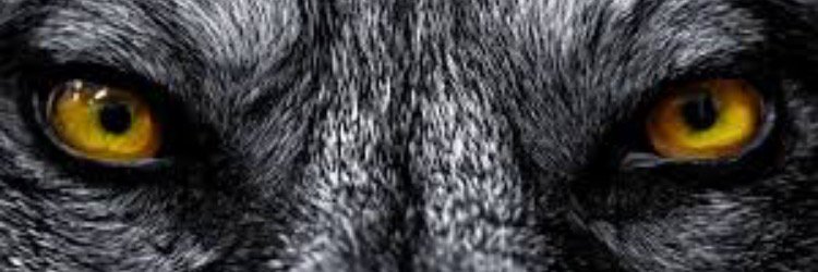 Andy Rose banner