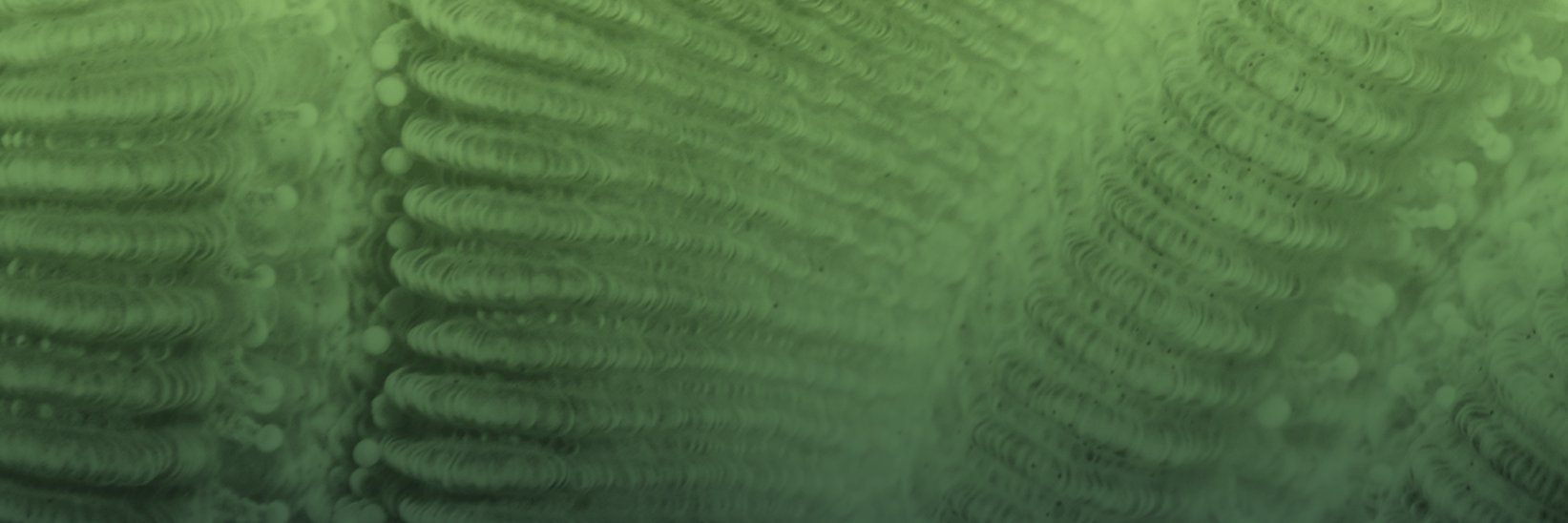 Microorganisms MDPI's banner