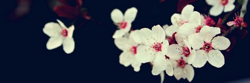 _sweet_mango's profile banner image