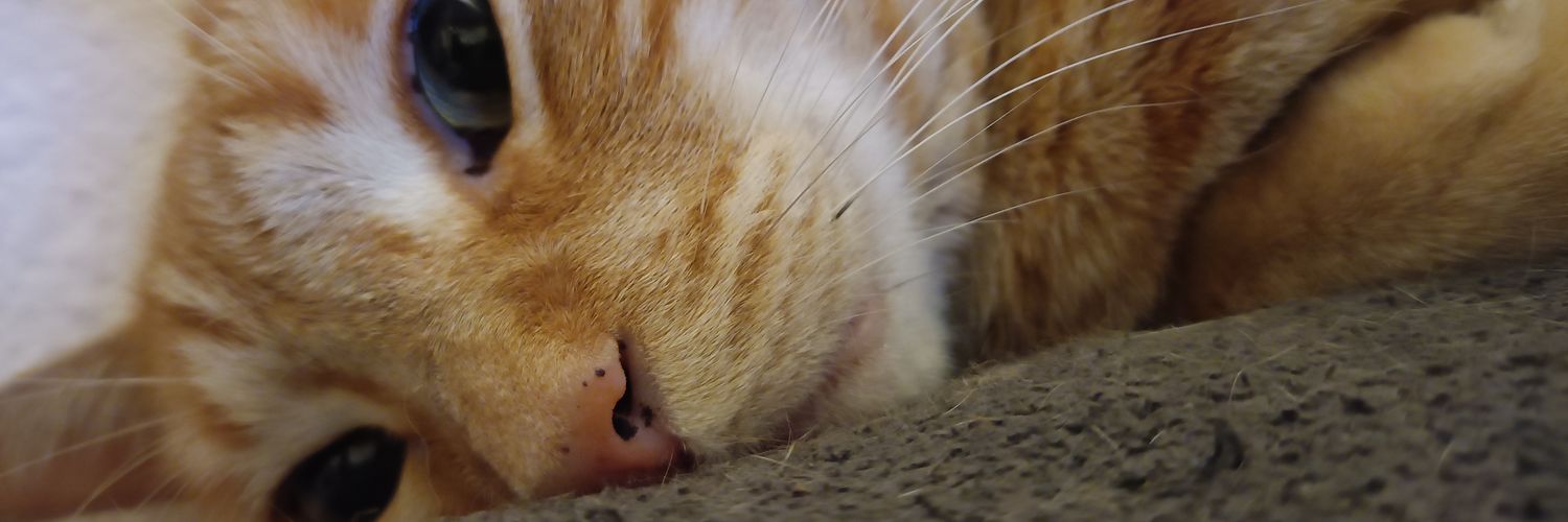 really_nervous's profile banner image