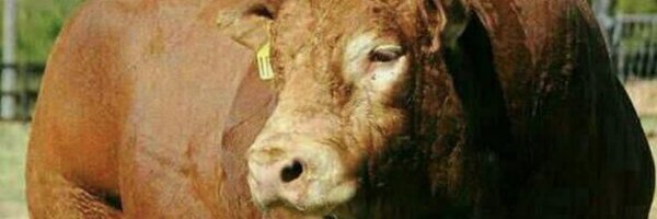 Realeboha_Pa Profile Banner