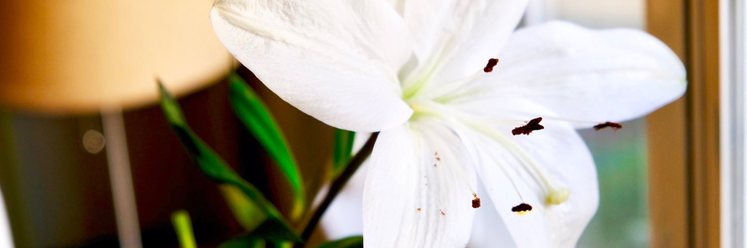 edurnetx's profile banner image