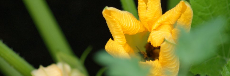 MinkySweet's profile banner image
