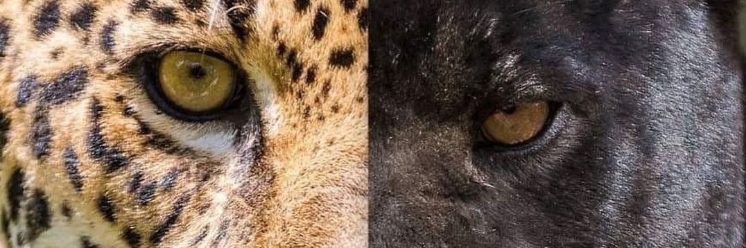Elevated_T's profile banner image