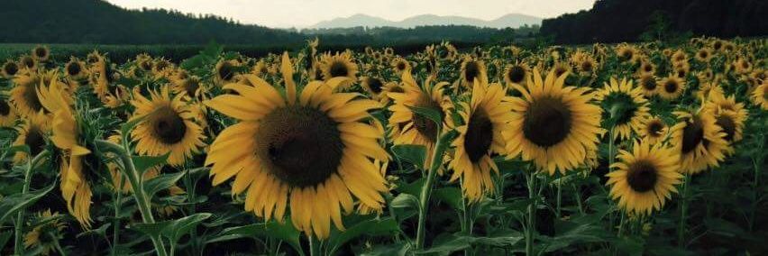 armymomang's profile banner image