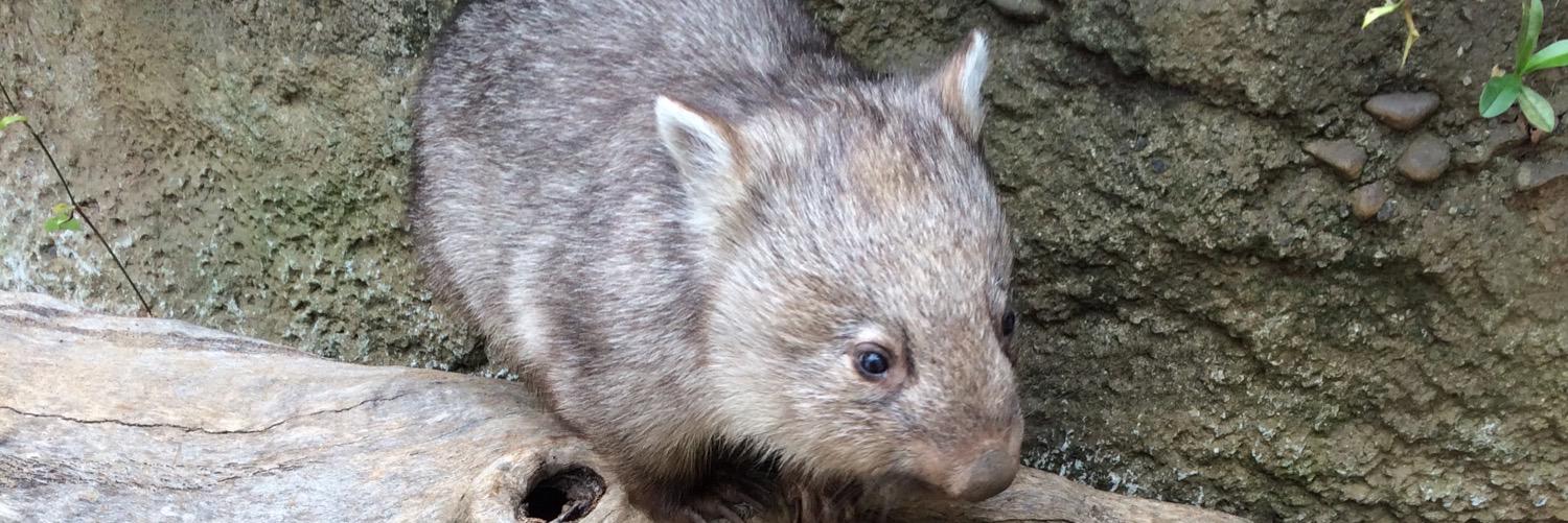 LostWombats's profile banner image