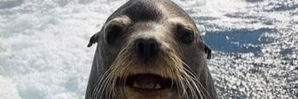 sokosaurusrex's profile banner image