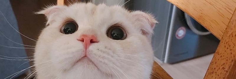_dhiraaaa's profile banner image