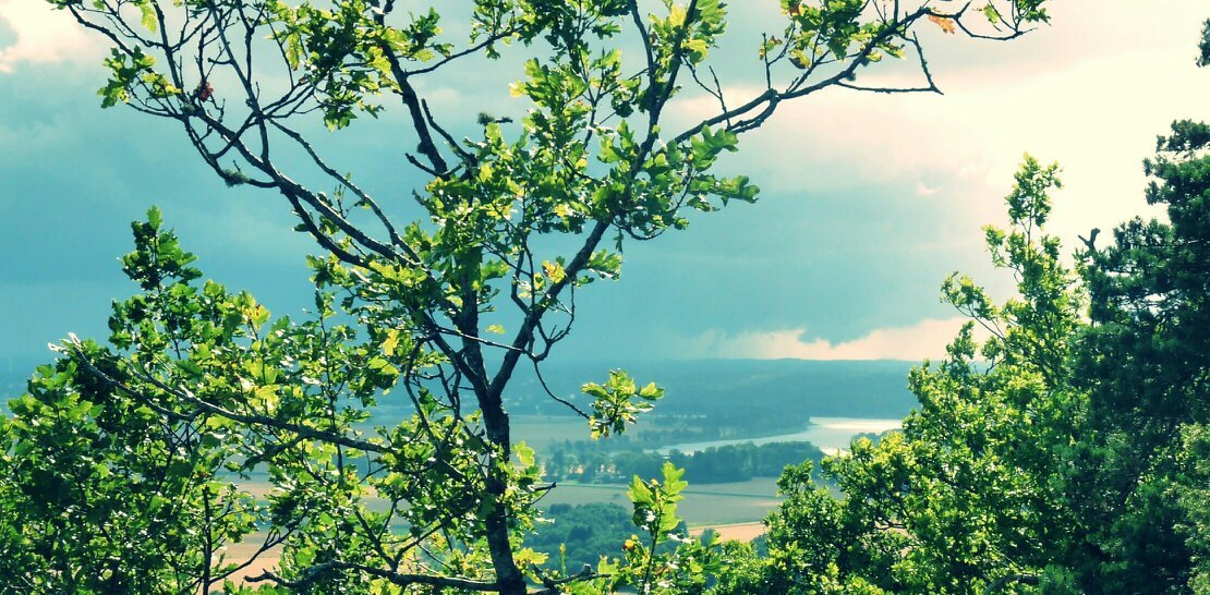 Robin. banner