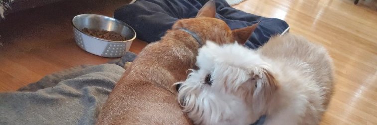reddipoo's profile banner image