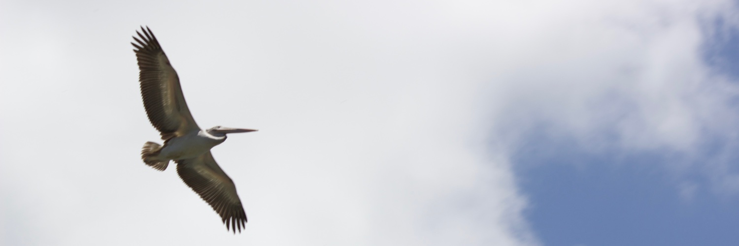 bhasinnaik's profile banner image