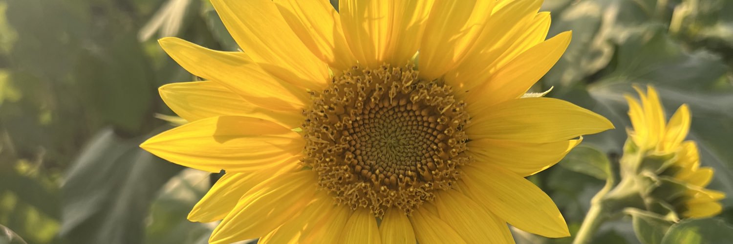 emilllyannn's profile banner image