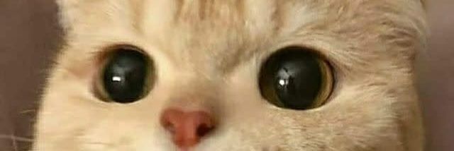 Ῥυγχίνοι / Rhynchinoi / Runčini banner