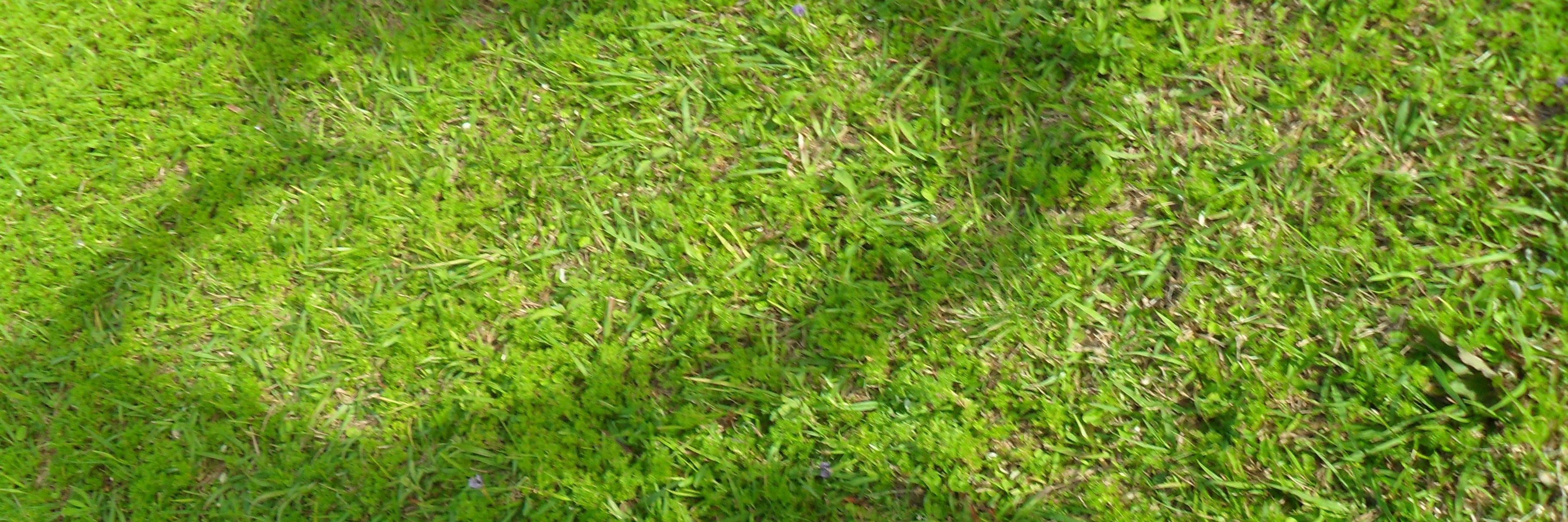 Maria_Lermen's profile banner image