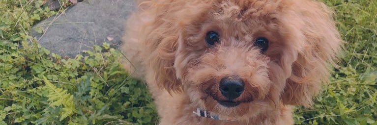 cute_is_ma's profile banner image
