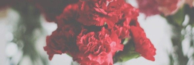 Irishbiebxr's profile banner image