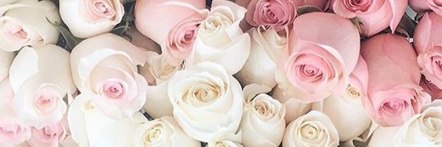 MeredithTirdel's profile banner image