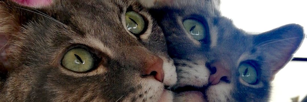 kyreweb's profile banner image