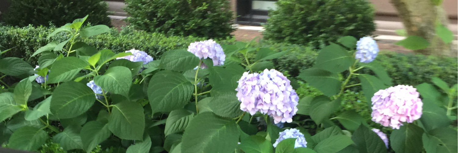 laurelWbush's profile banner image