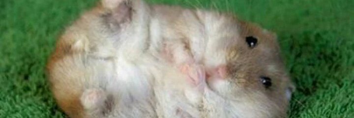 DennisHyS's profile banner image