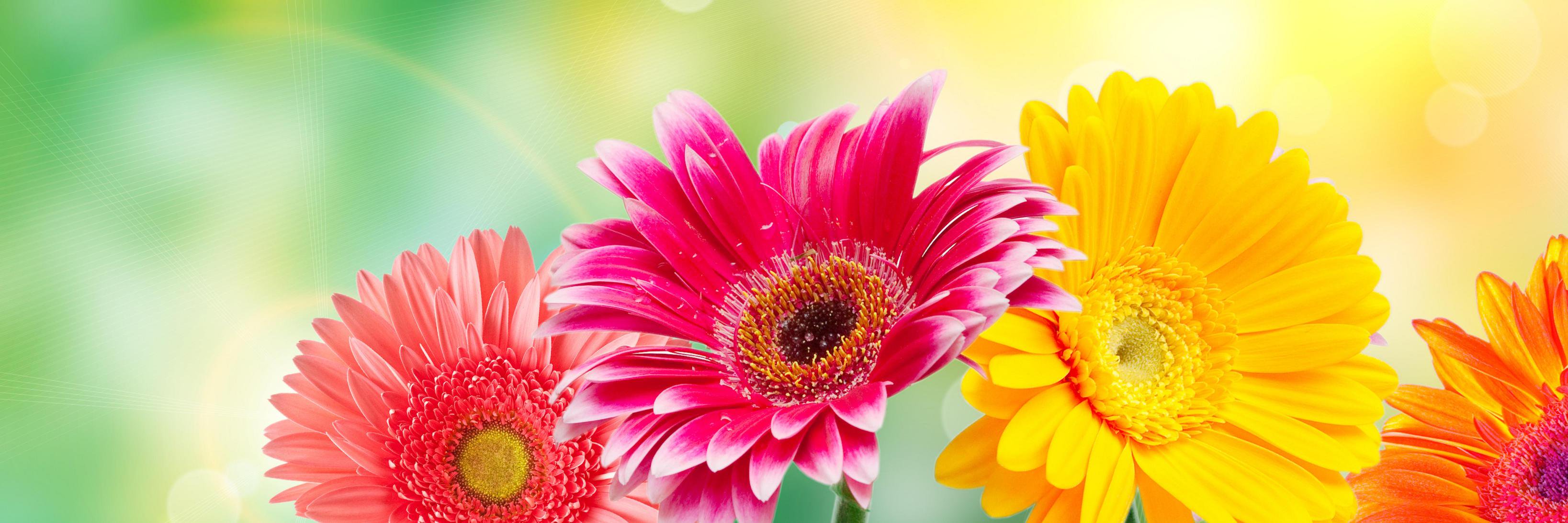 markacicek's profile banner image