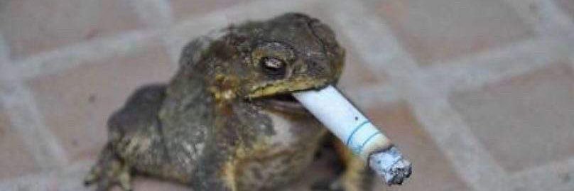 glitter_toad's profile banner image