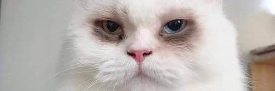 AkikoRoc's profile banner image