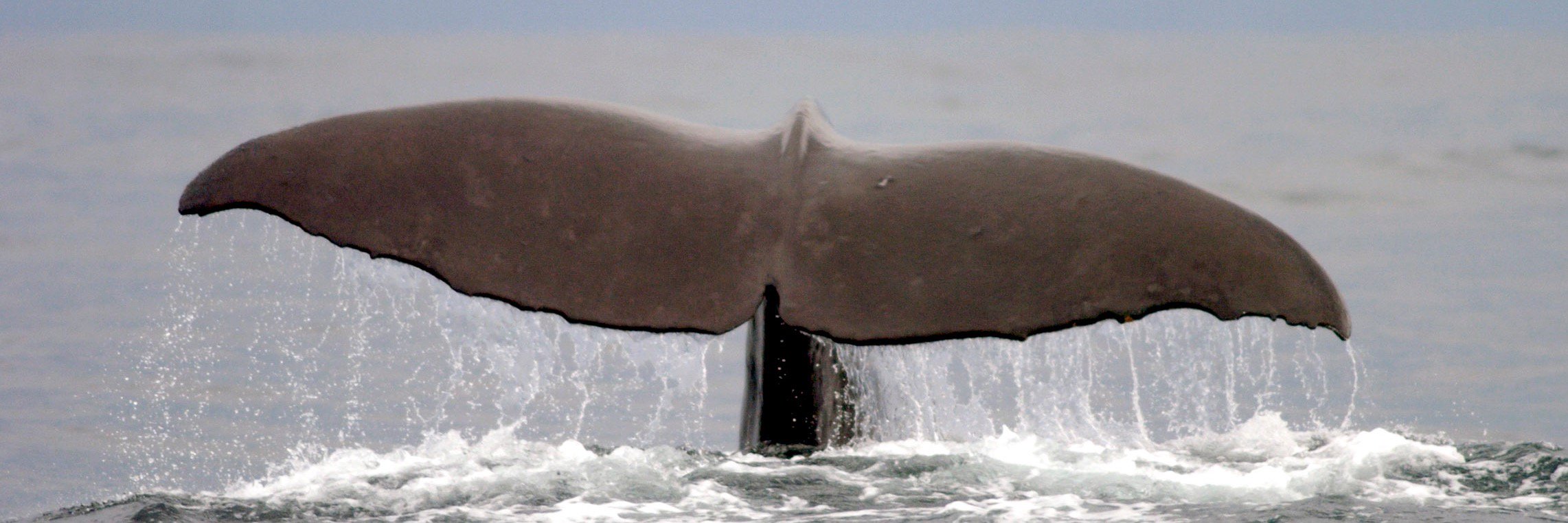 hectorsdolphin's profile banner image