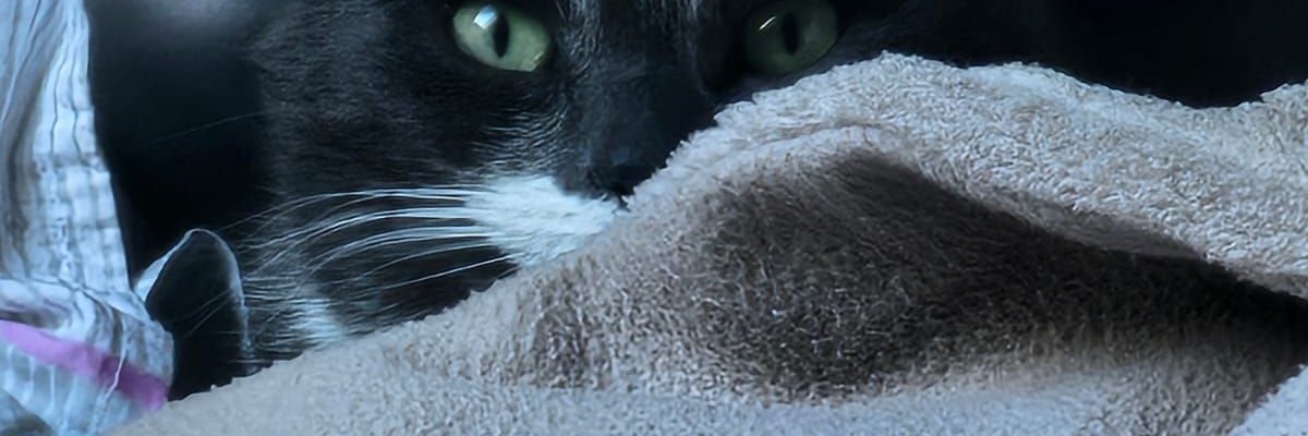 Réjane banner