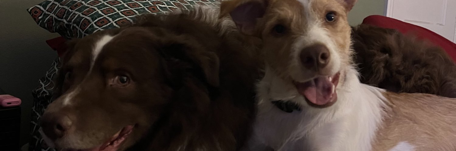 ally wally banner