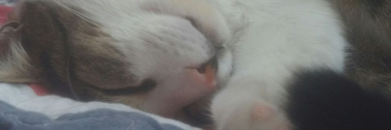safvanbe's profile banner image